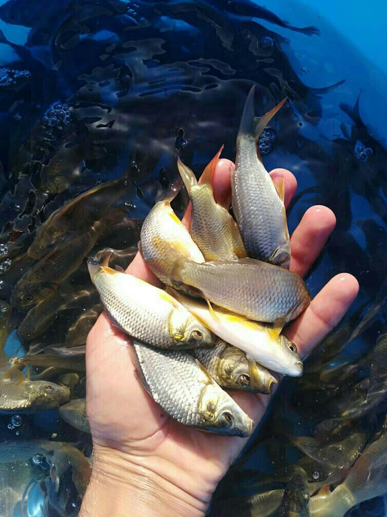 فروش انواع بچه ماهی بهترین نژادارس
