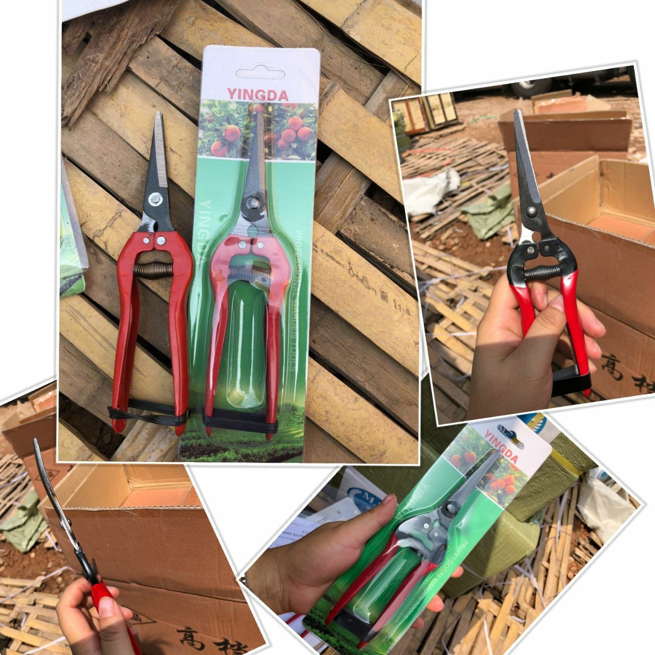 قیچی میوه چین رسیدسر تخت و سر کج