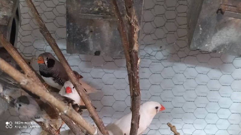 فروش پرنده فنچ به قیمت عالیییی جفت