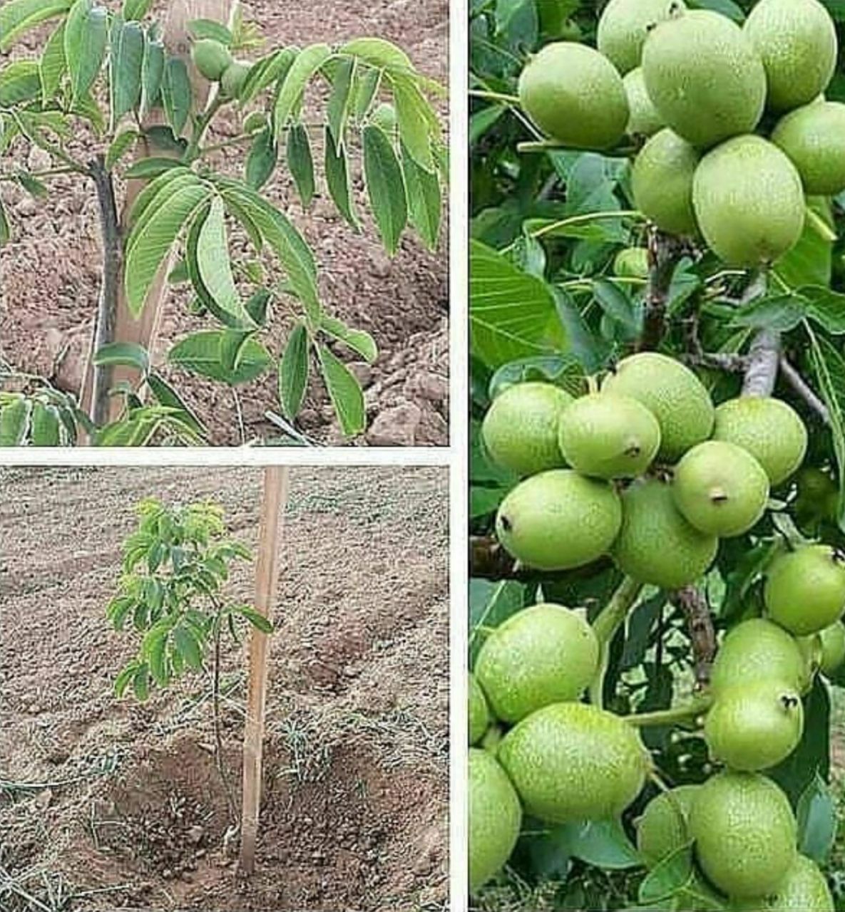 فروش انواع نهال های اصلاح شده گردو