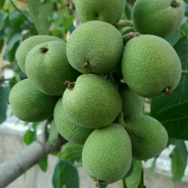 فروش نهال گردو اصلاح شدهمخصوص مناط