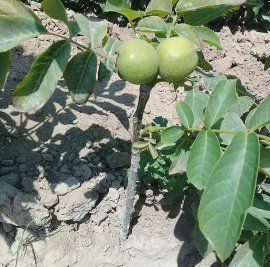 نهالستان جعفری در کرجفروش ویژه و ب