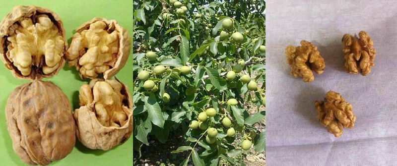 فروش انواع نهال گردواصلاح شده و بذ