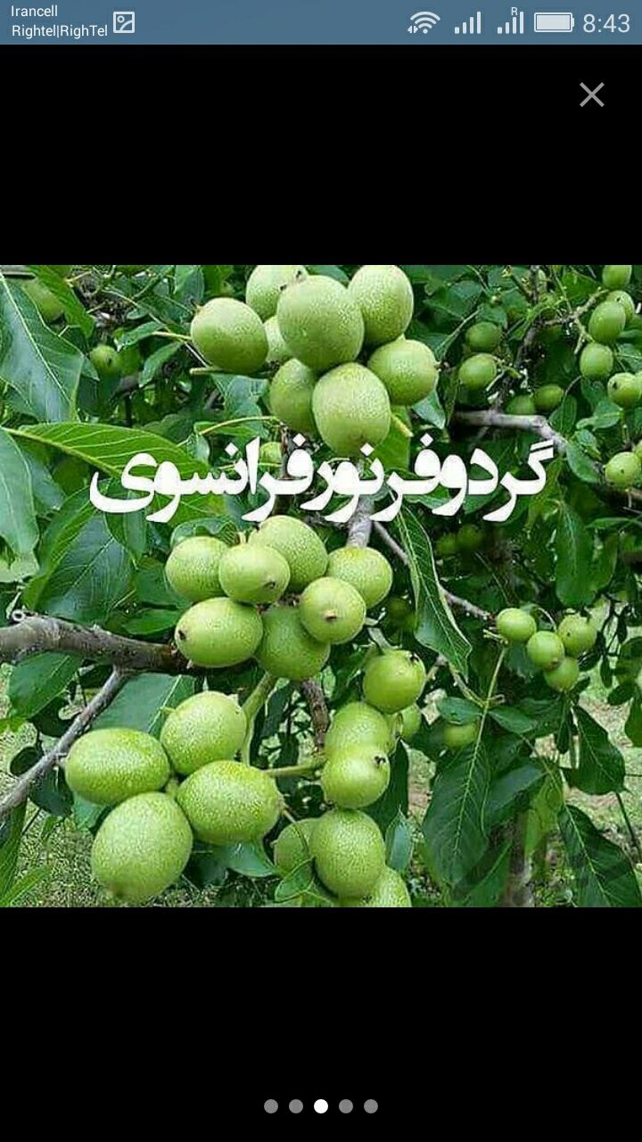 فروش برترین نژادهای نهال گردوی دنیا