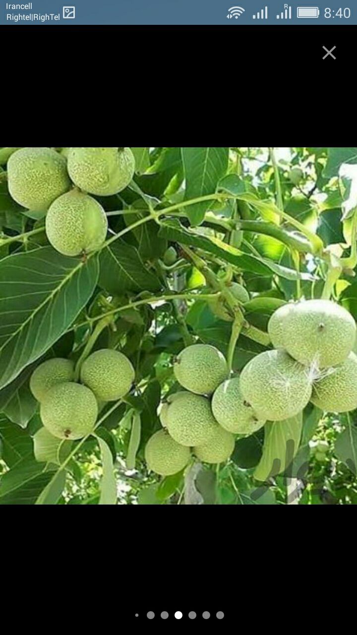 فروش انواع نهال گردو پیوندی و اصلا