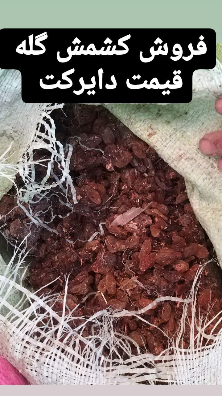 گشمش گله افتابی
