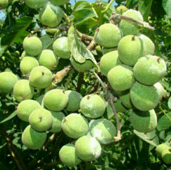 فروش انواع نهال اصلاح شده گردومستی