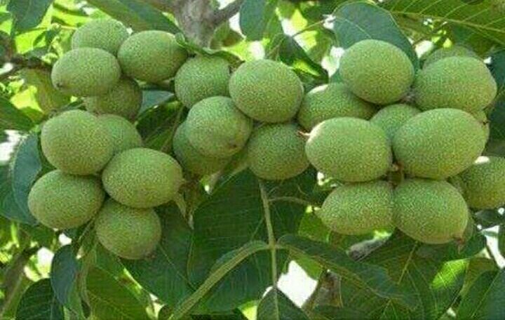 نهالستان جعفری( کرج)فروش سراسری ان