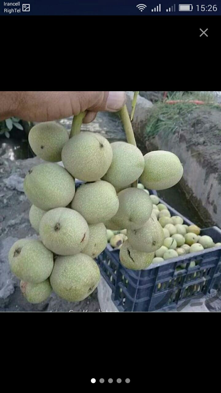 نهالستان جعفری در کرجفروش انواع نه