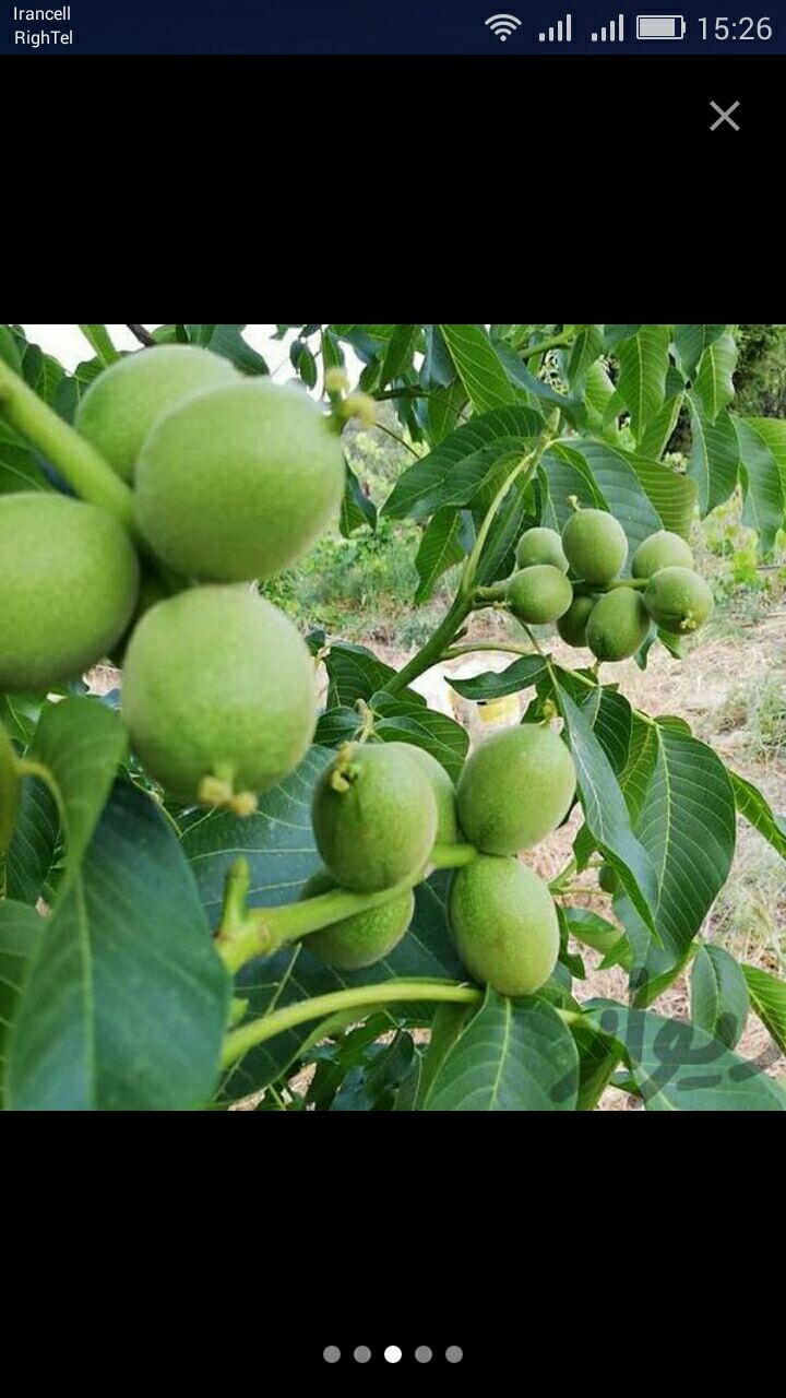 نهالستان جعفری در کرجفروش انواع نه