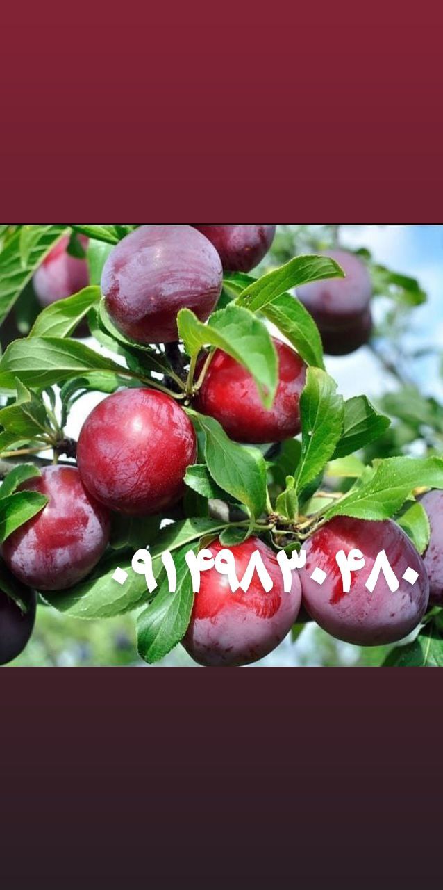 نهالستان ارشگ تولیدکننده انواع نهال