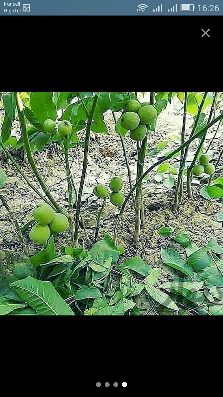 فروش انواع نهال گردوی اصلاح شده و پ