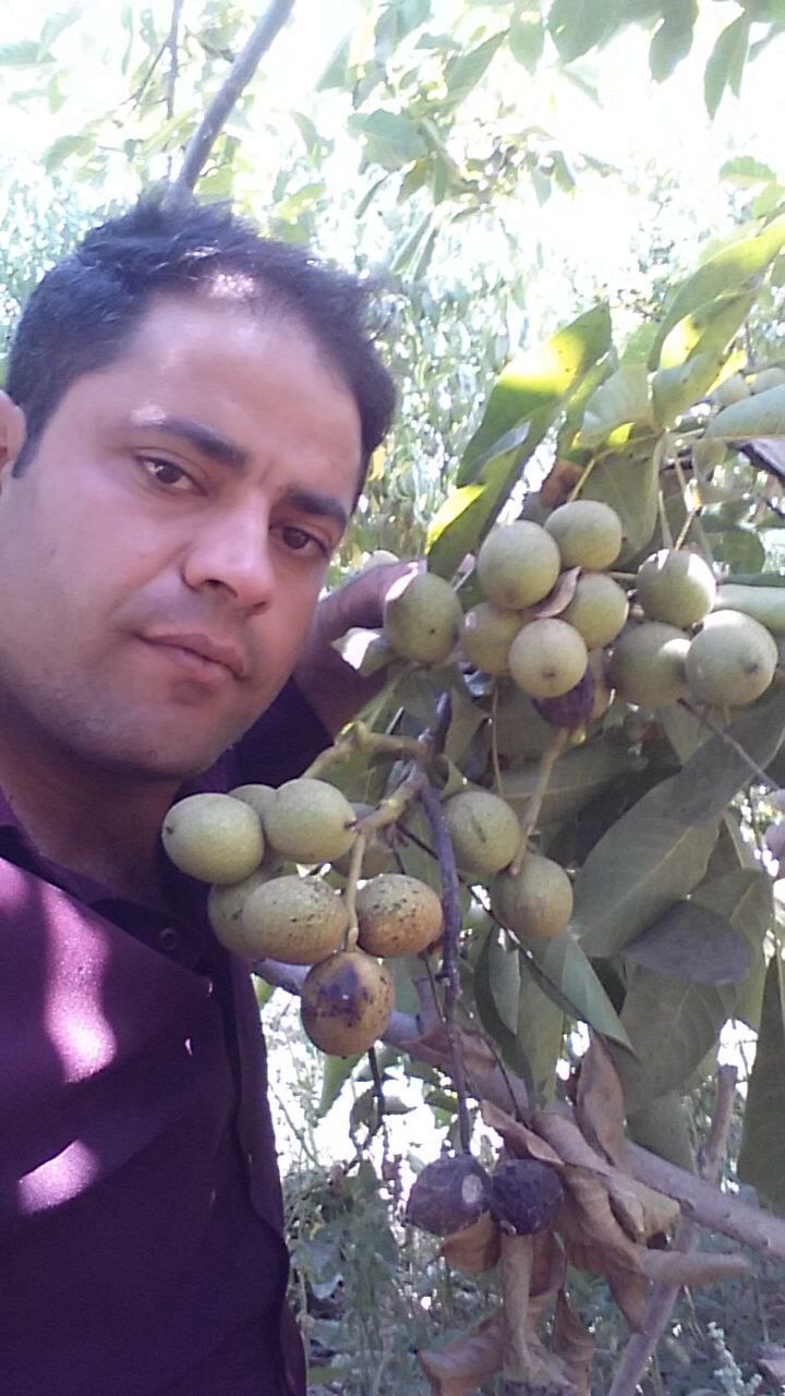 نهالستان ارشگ تولیدکننده انواع نهال
