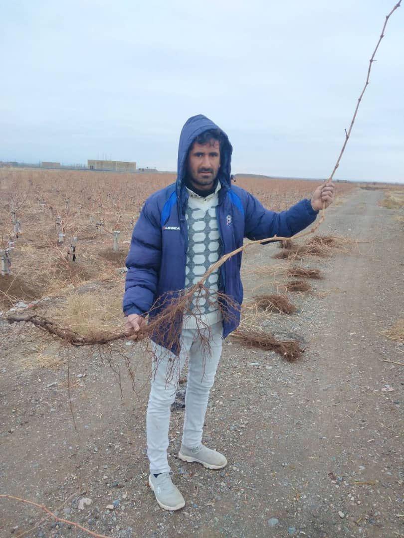 نهال درجه یک پیکانی جهت سفارشتضمین