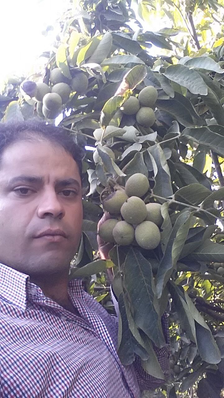 نهالستان ارشگ تولیدکننده انواع نهال