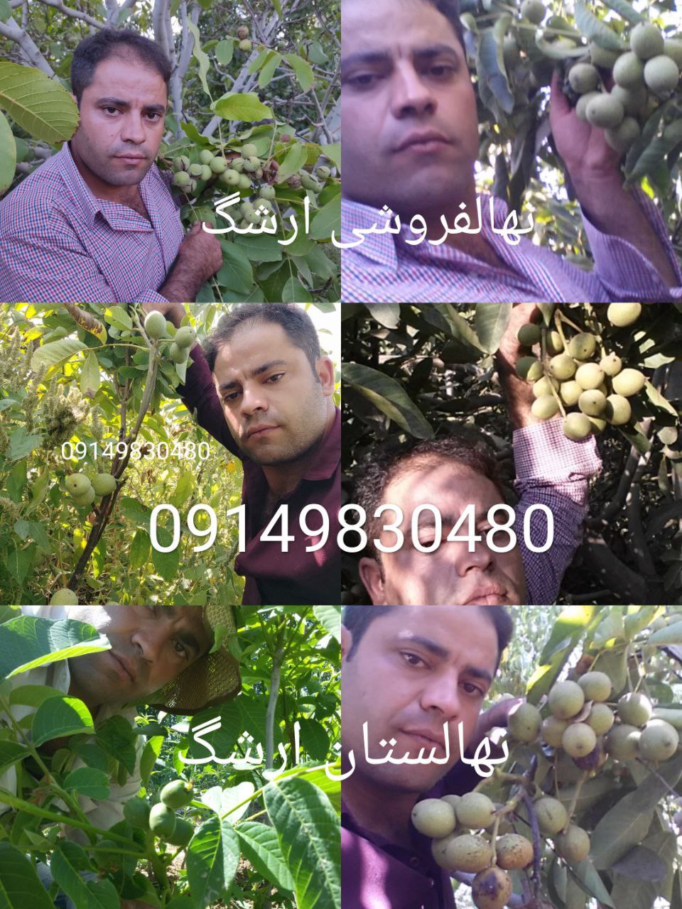 نهالستان ارشگ تولیدکننده انواع نهال