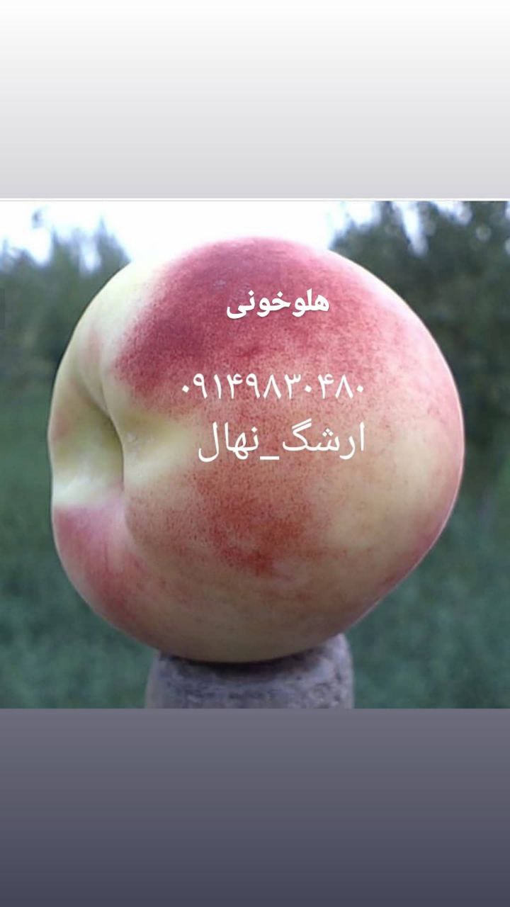 نهالستان ارشگ تولیدکننده انواع نهال