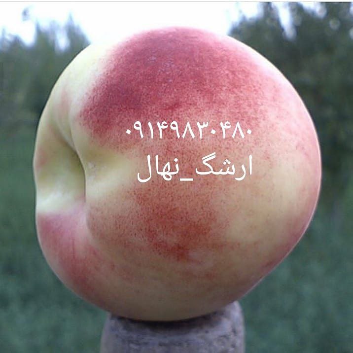 نهالستان ارشگ تولیدکننده انواع نهال