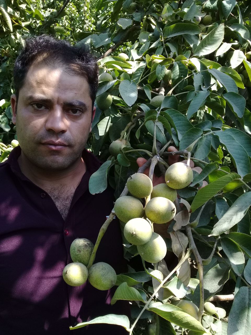 نهالستان ارشگ تولیدکننده انواع نهال