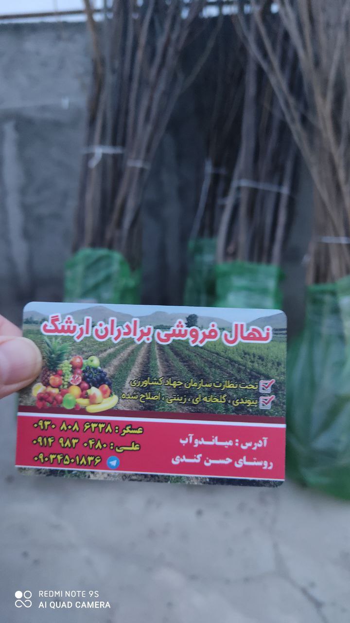 نهالستان ارشگ تولیدکننده انواع نهال