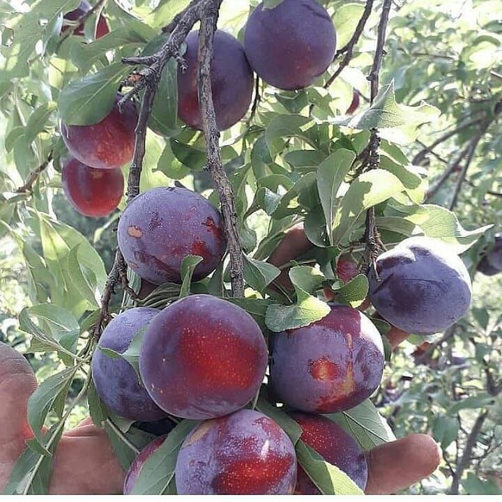 نهالستان ارشگ تولیدکننده انواع نهال