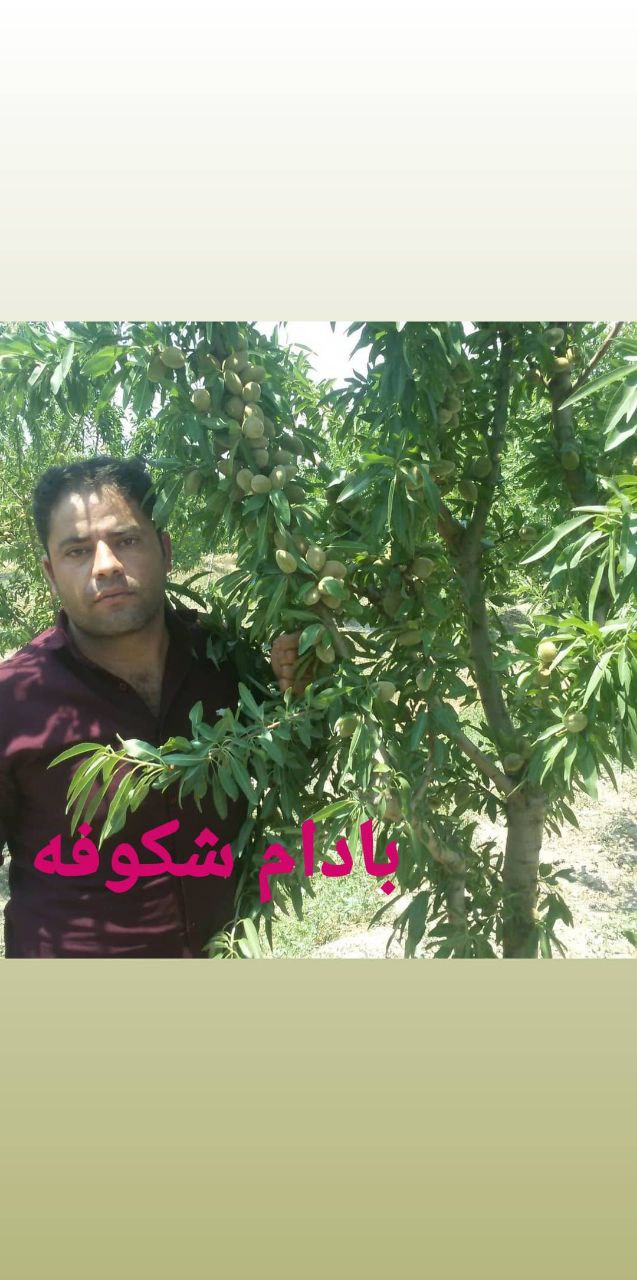 نهالستان ارشگ تولیدکننده انواع نهال