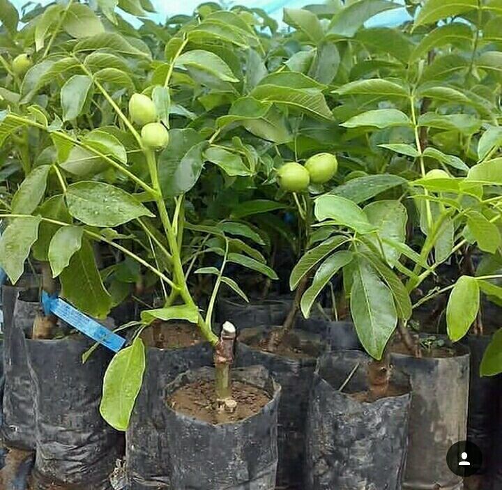 فروش انواع نهال گردو و میوه پیوندی