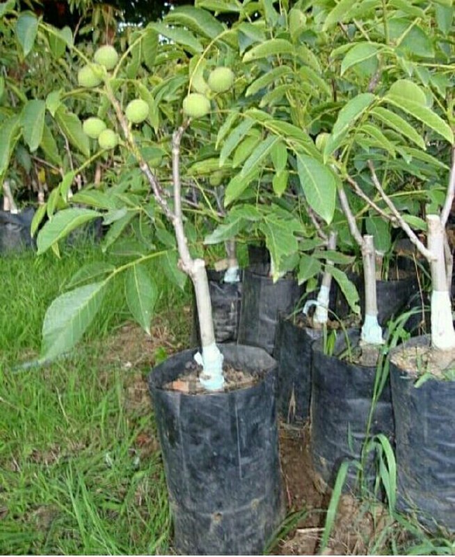 فروش انواع نهال گردو پیوندی وارداتی