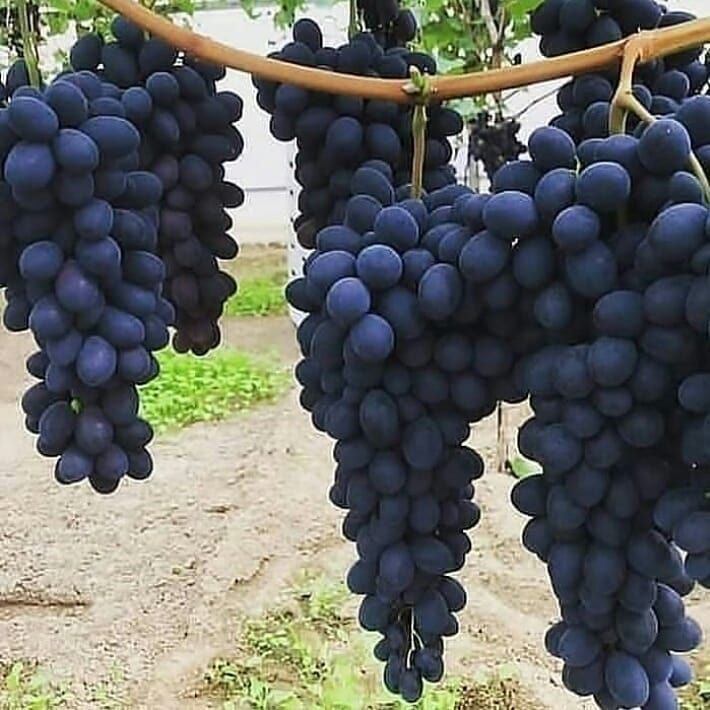 نهالستان ارشگ تولیدکننده انواع نهال
