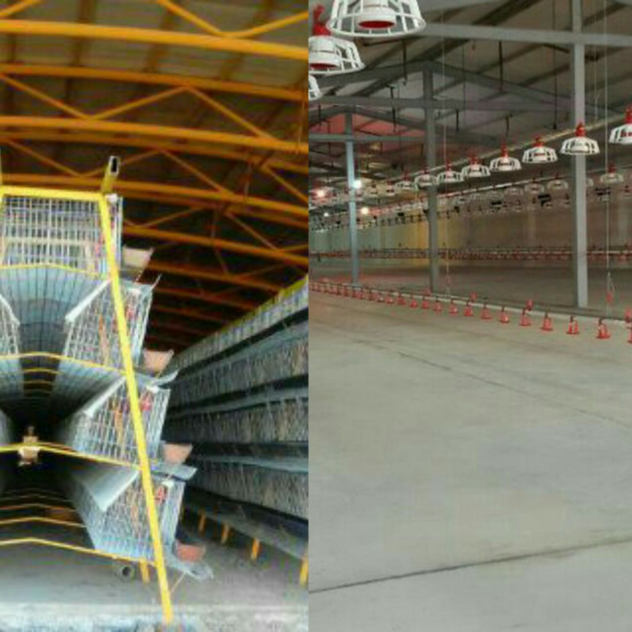 فروش لوازم مرغداری گوشتی و تخم گذار