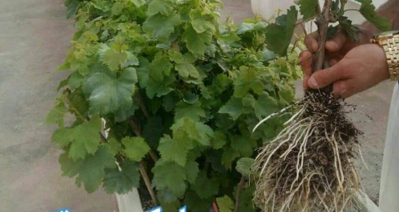 بستر کشت پالیزبرترین تولید کننده ب