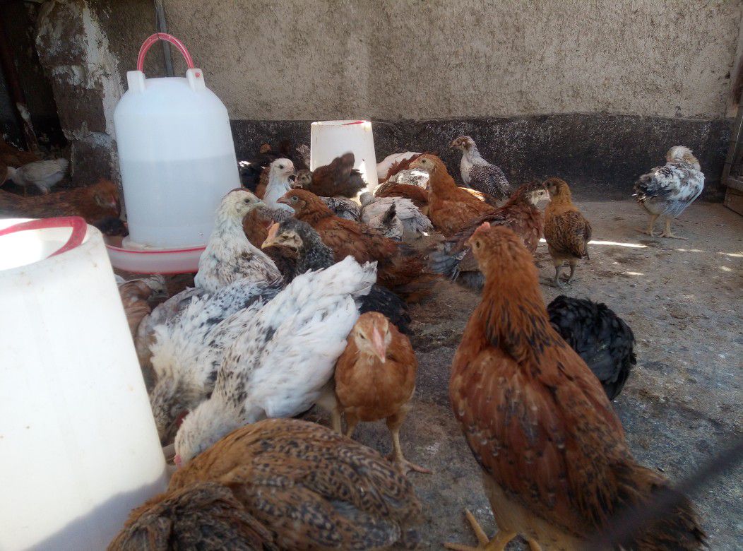 جوجه دوماهه سالم واکسن خورده( درشت