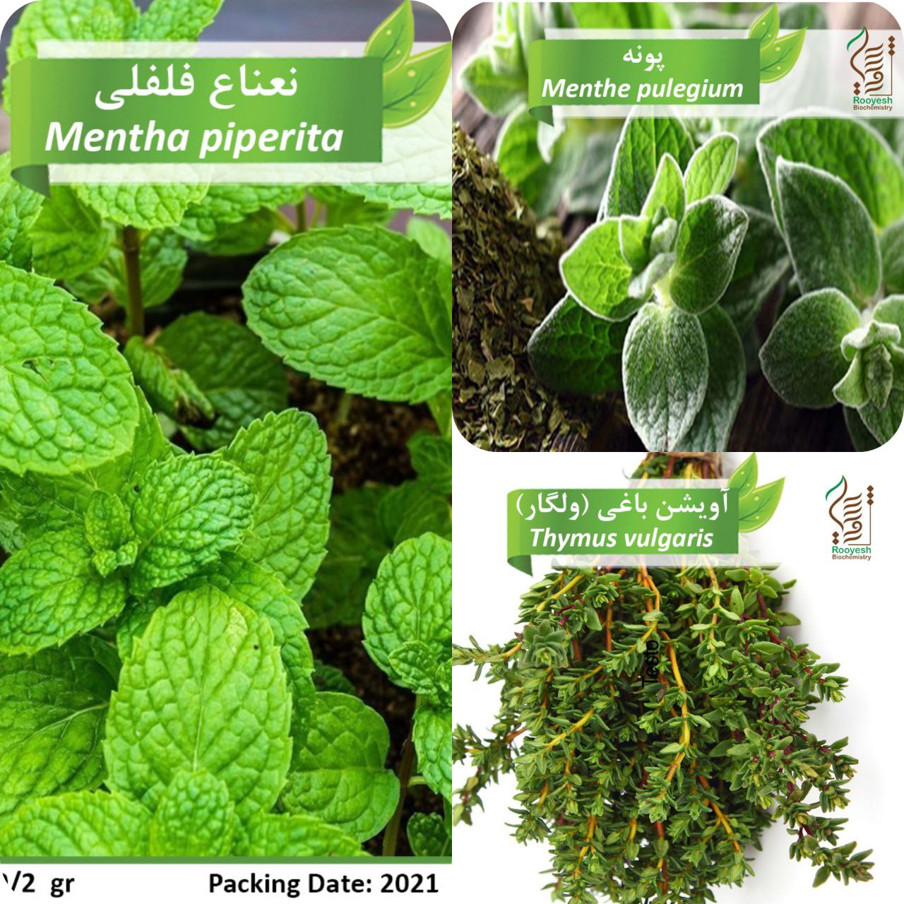  تنوع ۲۷ مدل از انواع بذر گیاهان دا