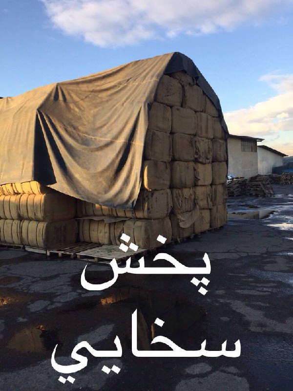 #گوني_چتايي_بنگالدرجه ٢درجه٣