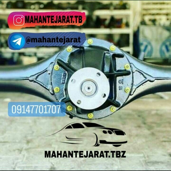 کله گاوی پیکان . آردی . روآ معمولی