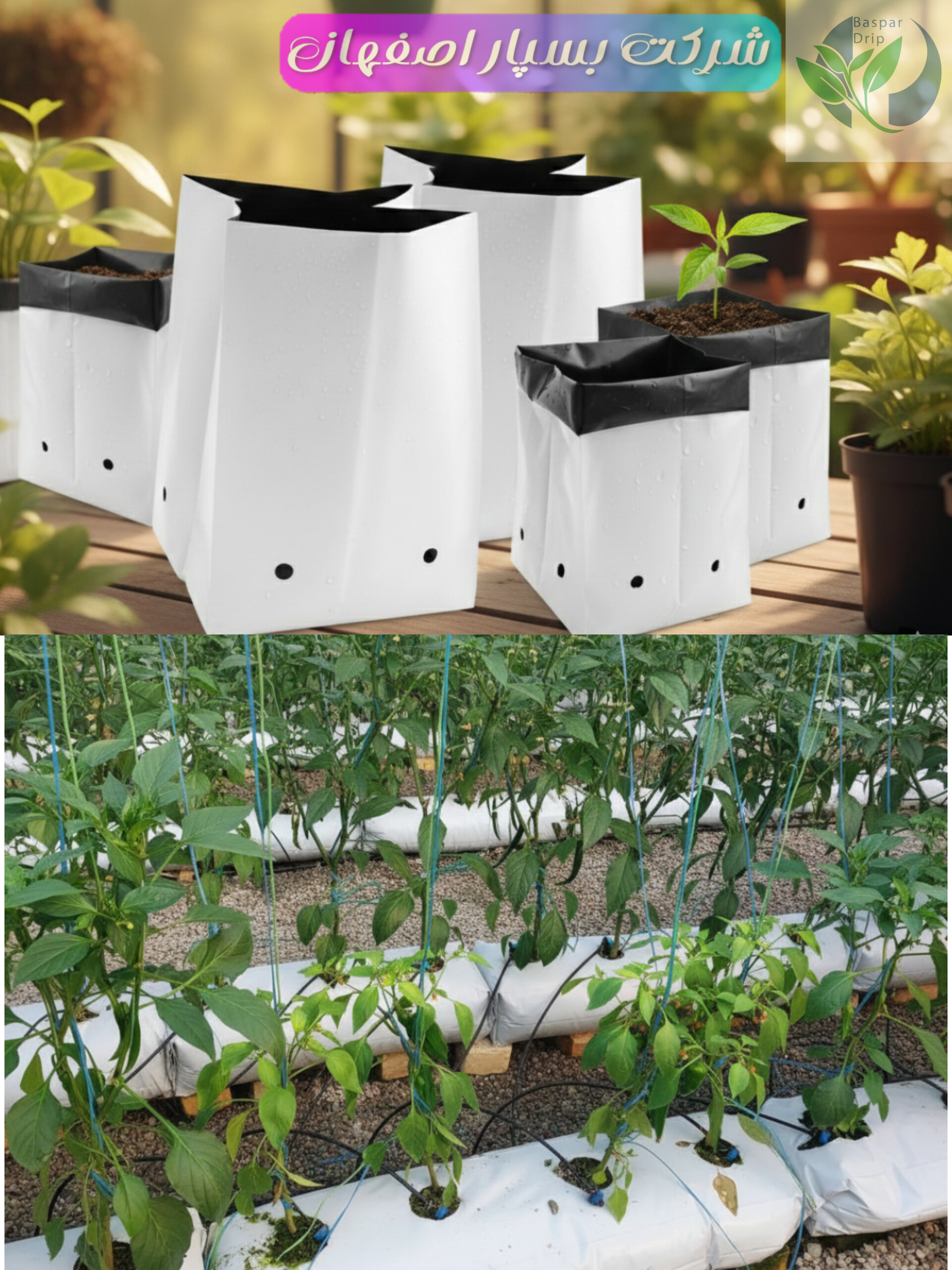 کیسه کشت گروبگ